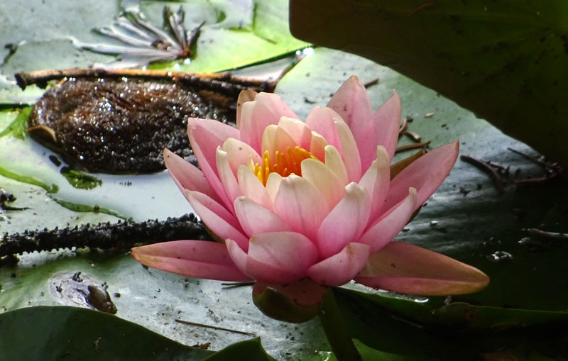 Nymphaea alba var. rosea ?